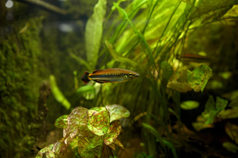 small fish with red head swimming on green plants in a water tank