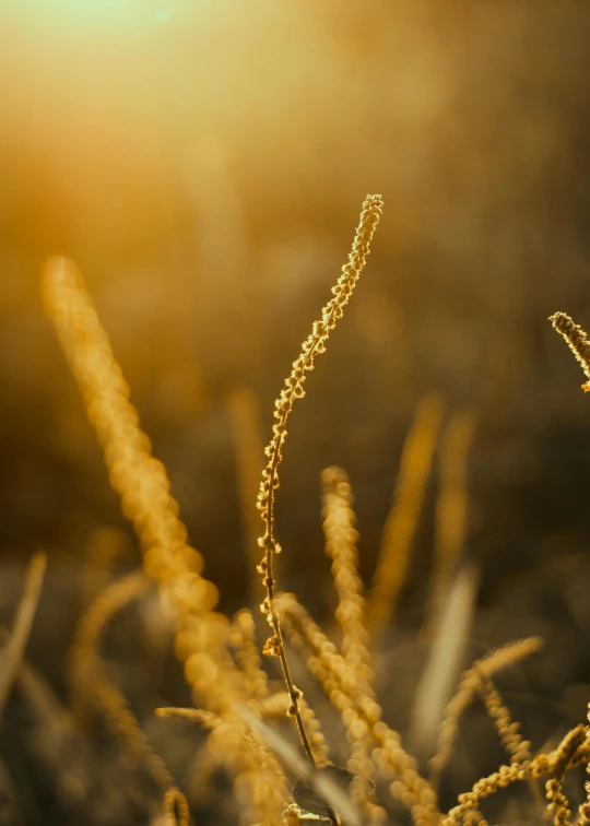 an extreme close - up po of grass and sun