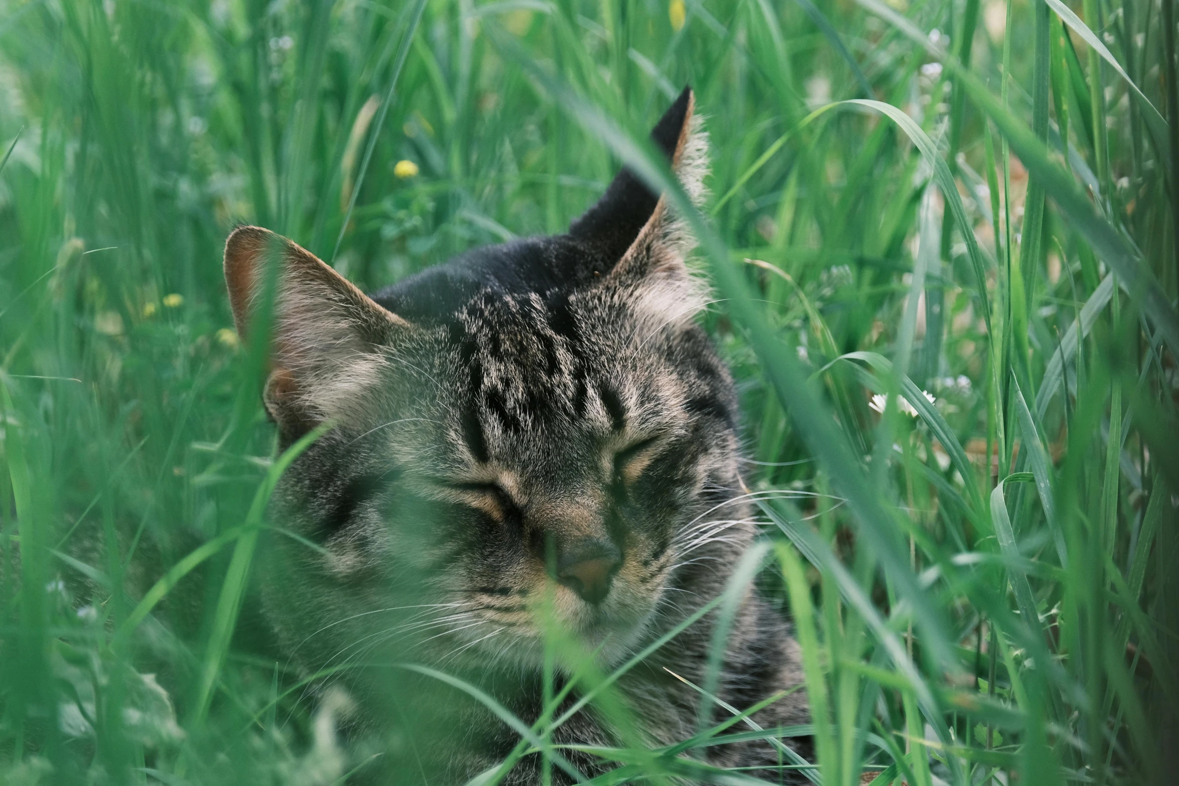 a grey cat laying on top of a green field