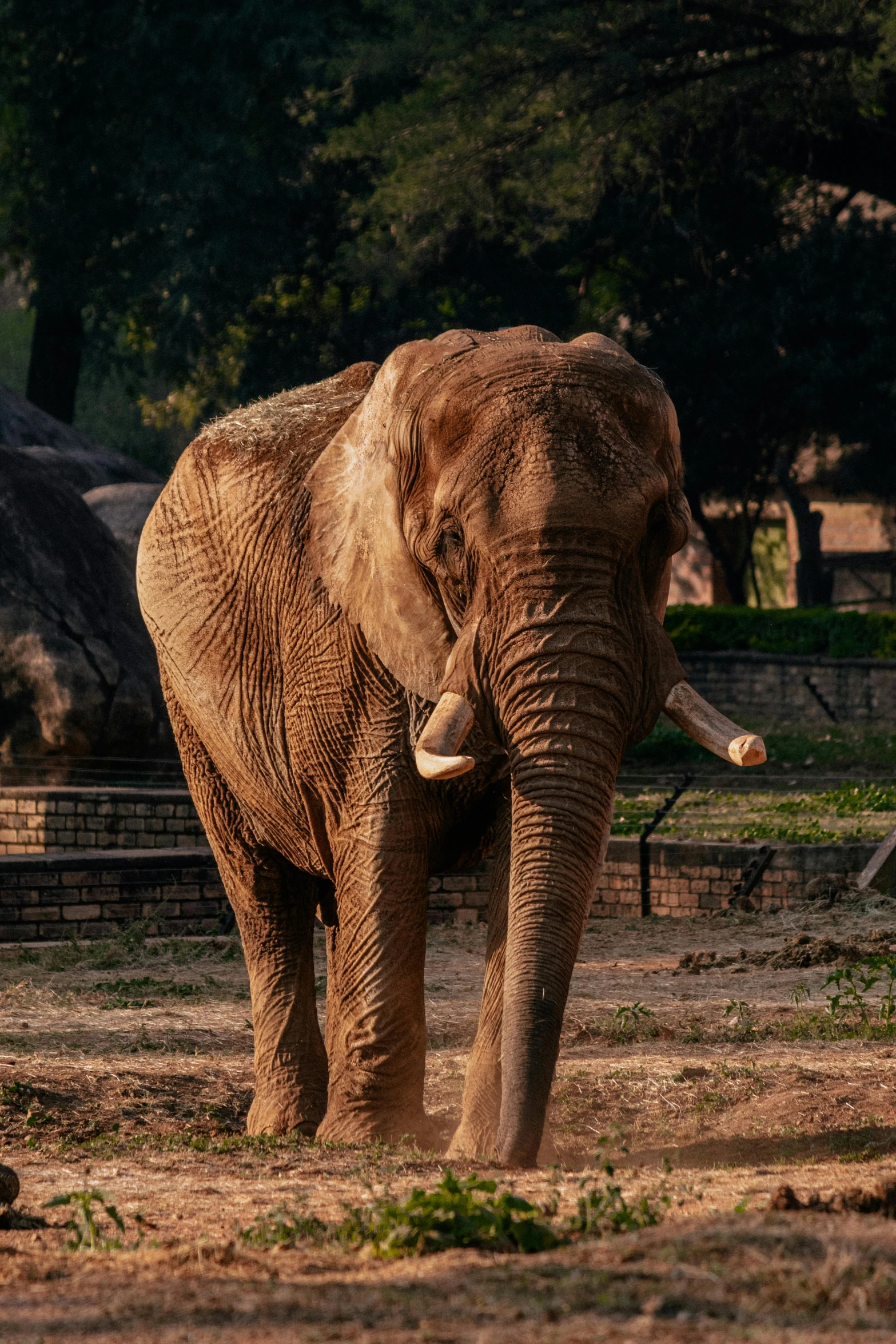 a single elephant standing inside of an enclosed area