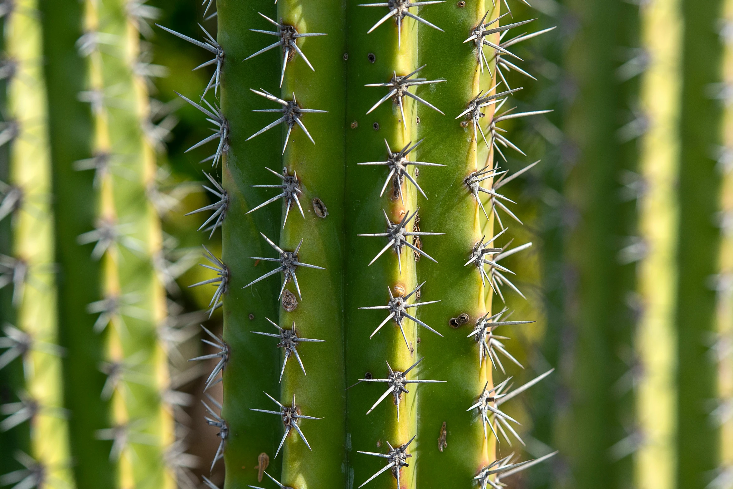 the tops of many green cactus plants