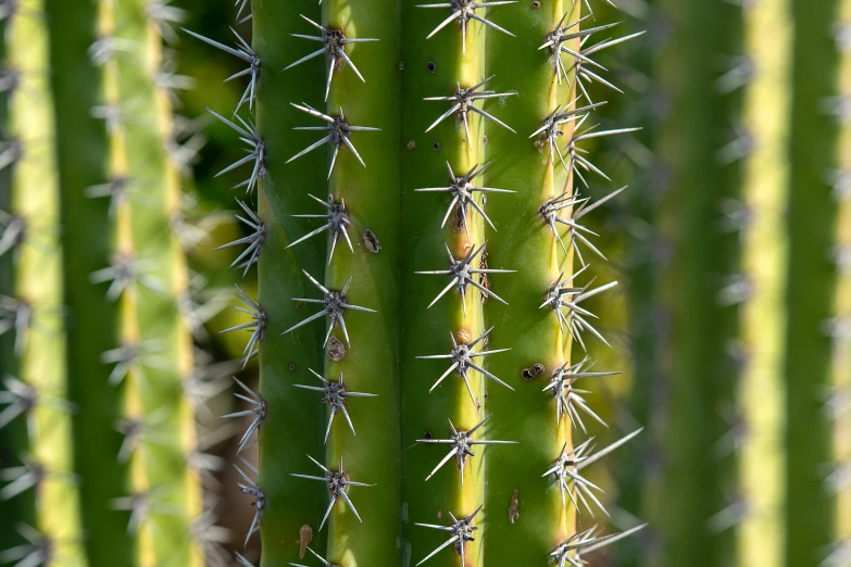 the tops of many green cactus plants