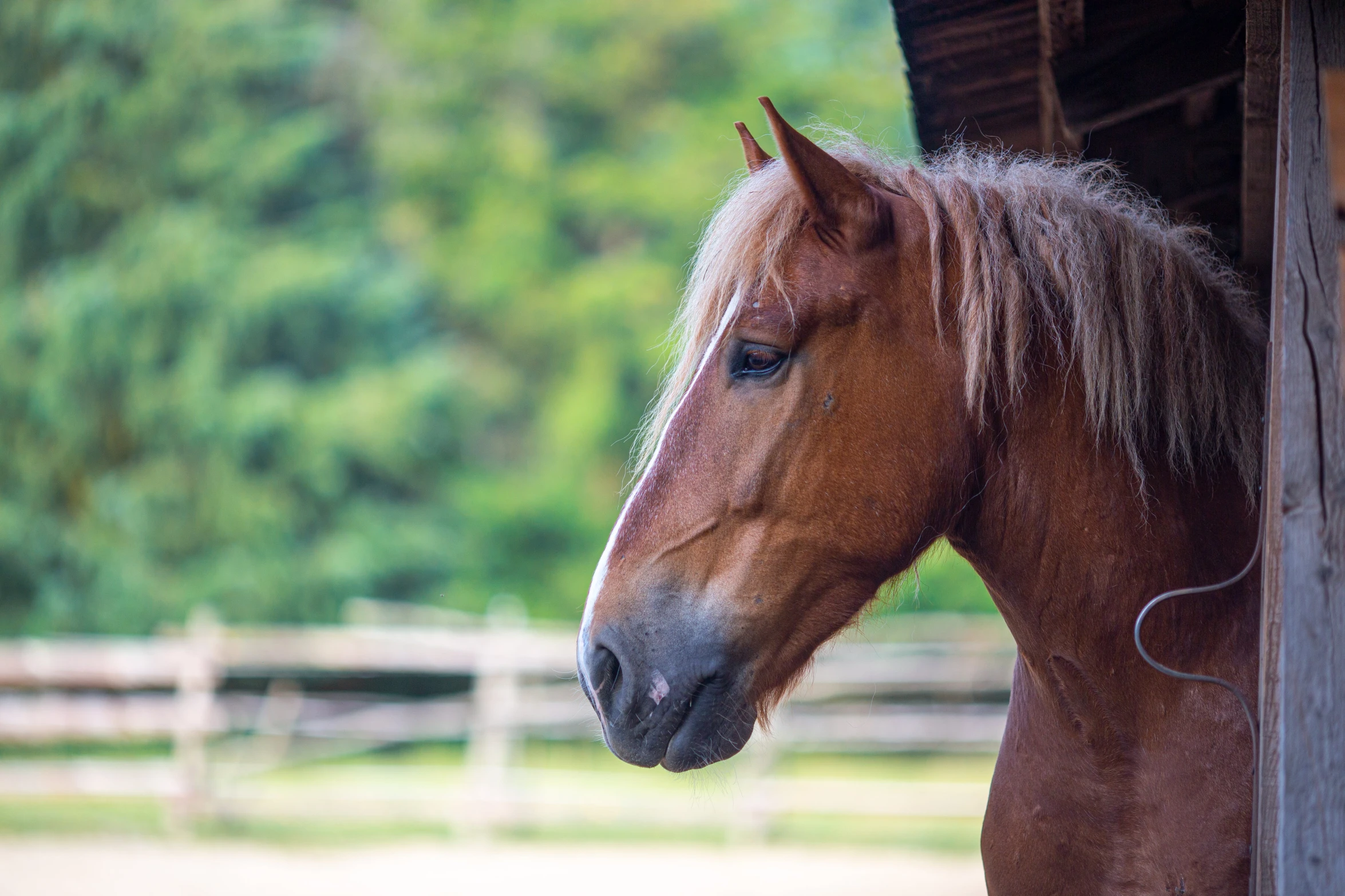 a closeup s of a horse's face and the mane