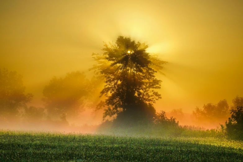 the sun is rising behind a large tree