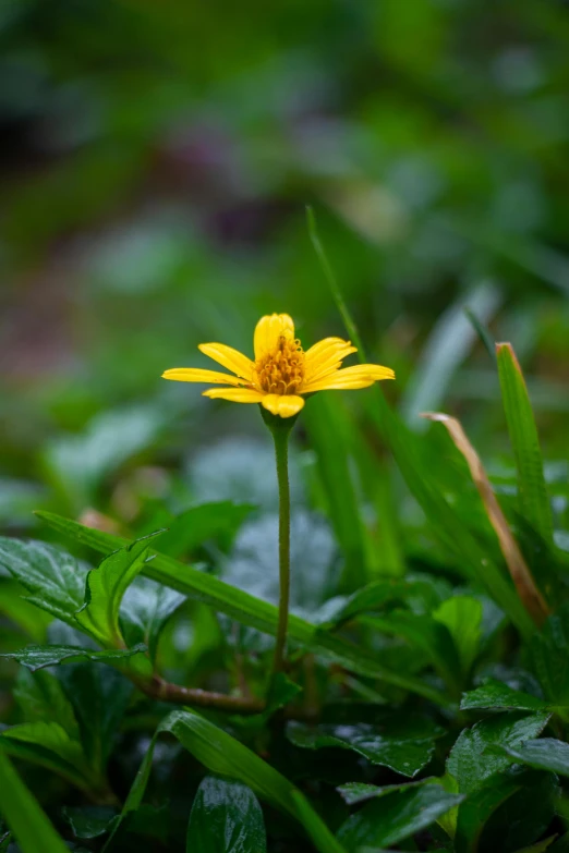 a single yellow flower stands in the middle of the green grass