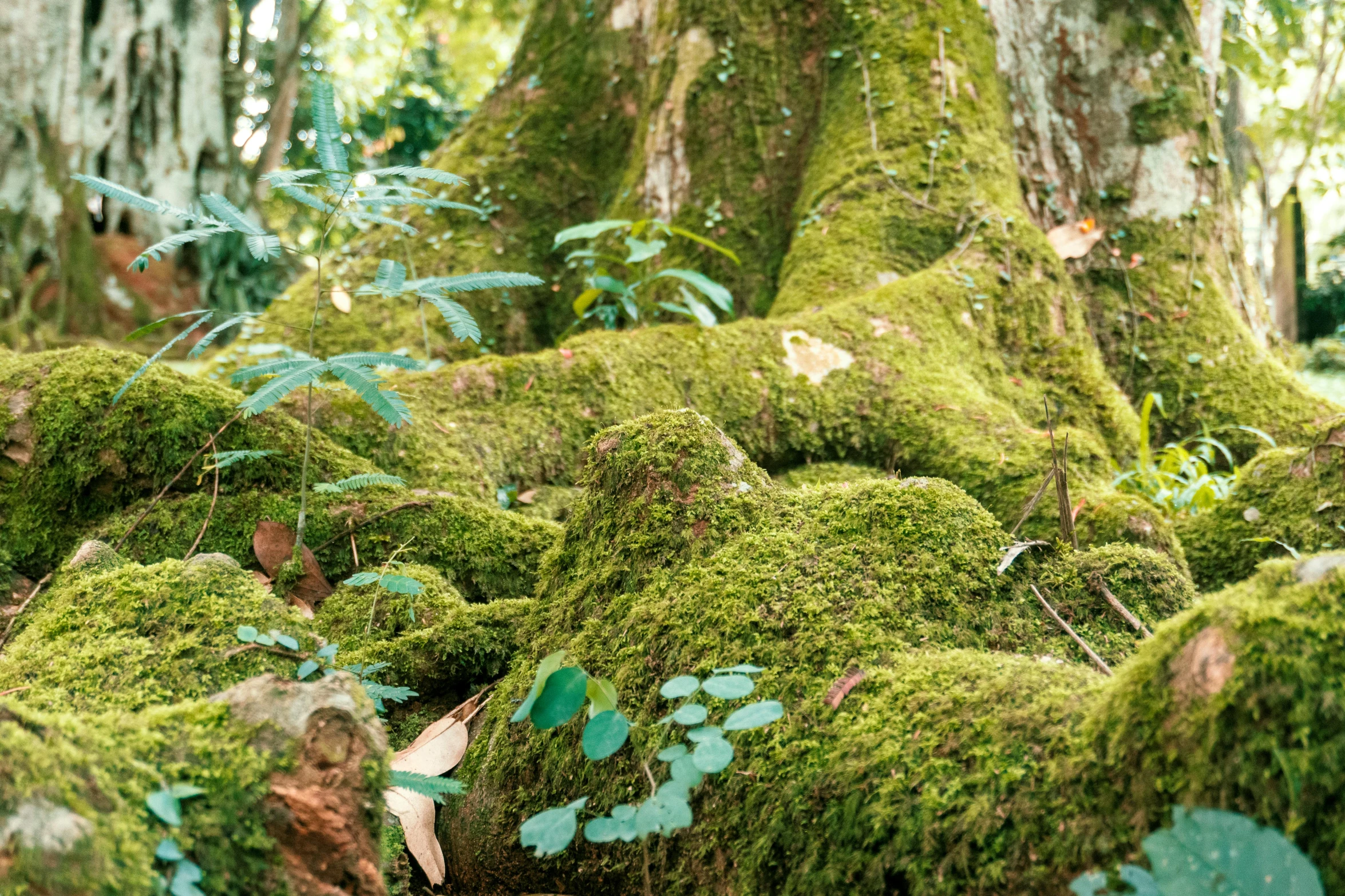 the moss is green in this pograph, and all around is covered with blue flowers