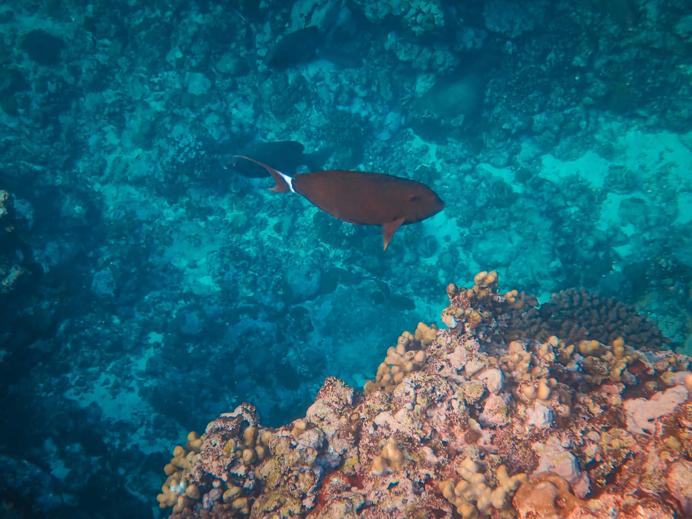 a fish is swimming over an coral reef