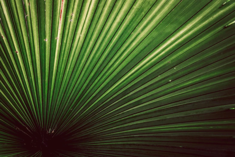 a large leaf that is next to some plants