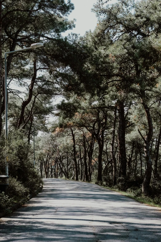 a sign on the side of a street in a forest