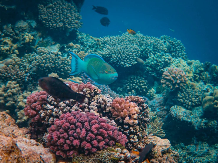 the blue fish is swimming amongst a sea of corals