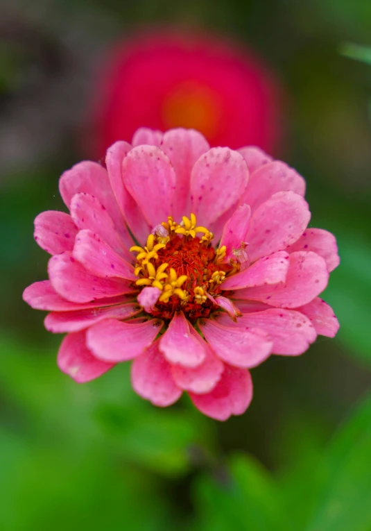 the top half of a flower that is pink with rain drops on it