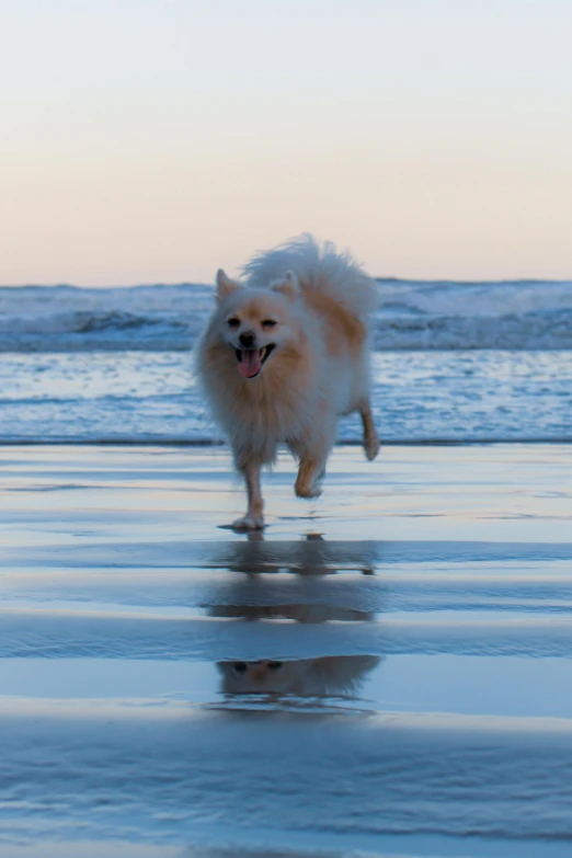 a white dog is running on the beach