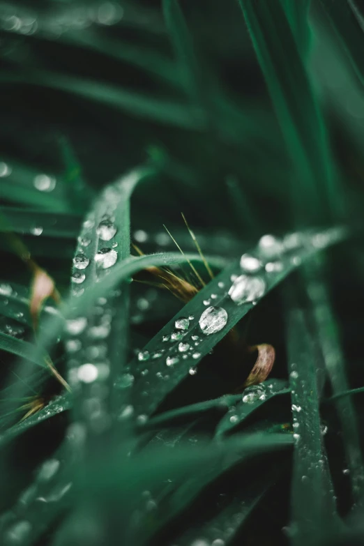 drops of water sitting on top of green leaves