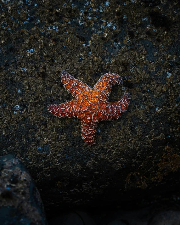 a sea star on the ground with sand and rocks