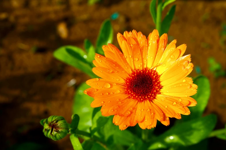 a close up po of a flower on a sunny day