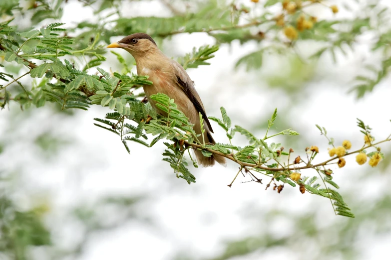 a bird sitting on top of a tree nch