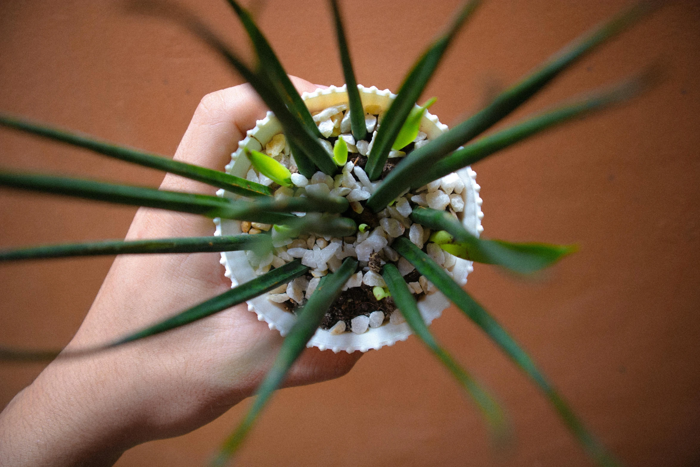 a person holding some plant life up to their face