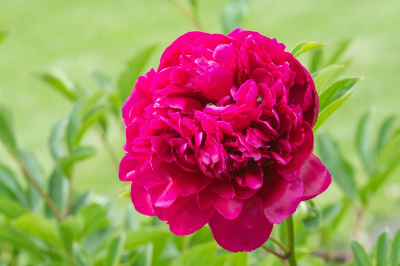 a red flower blooming in the middle of grass