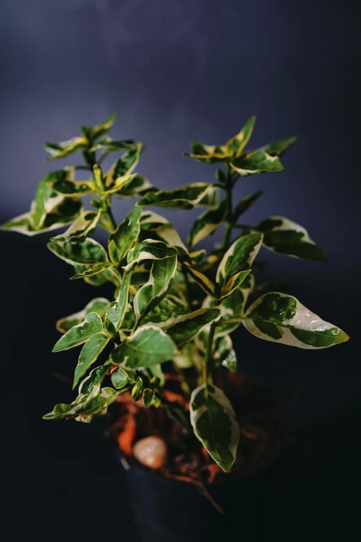 small green plant in a black pot with a white bowl