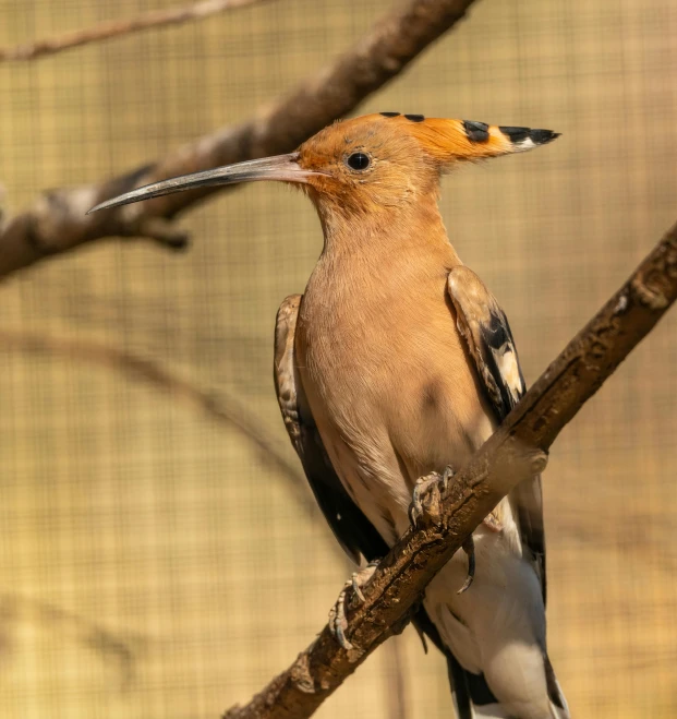 the small bird sits on top of a nch