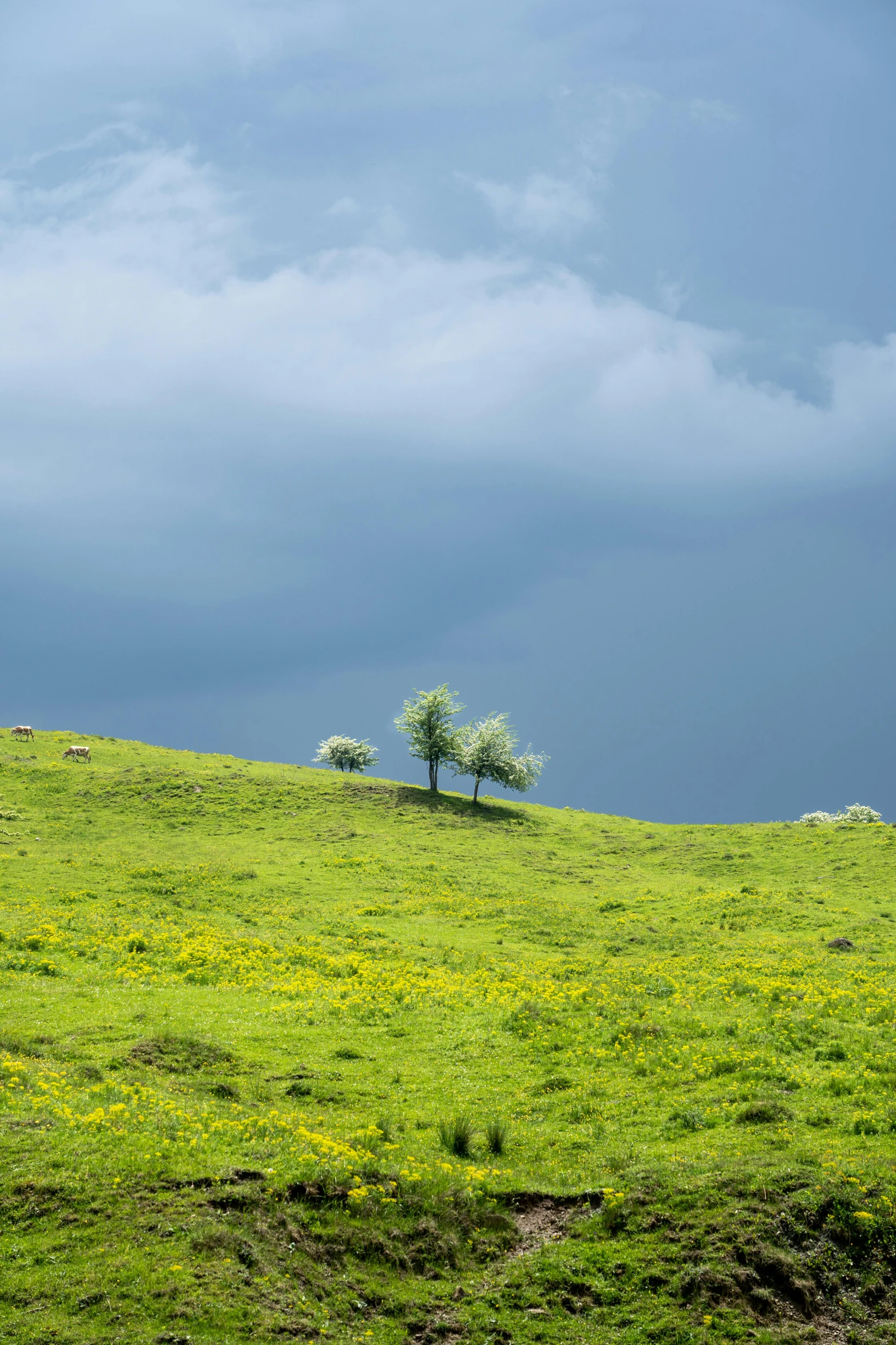 some animals graze on a green field under a blue sky