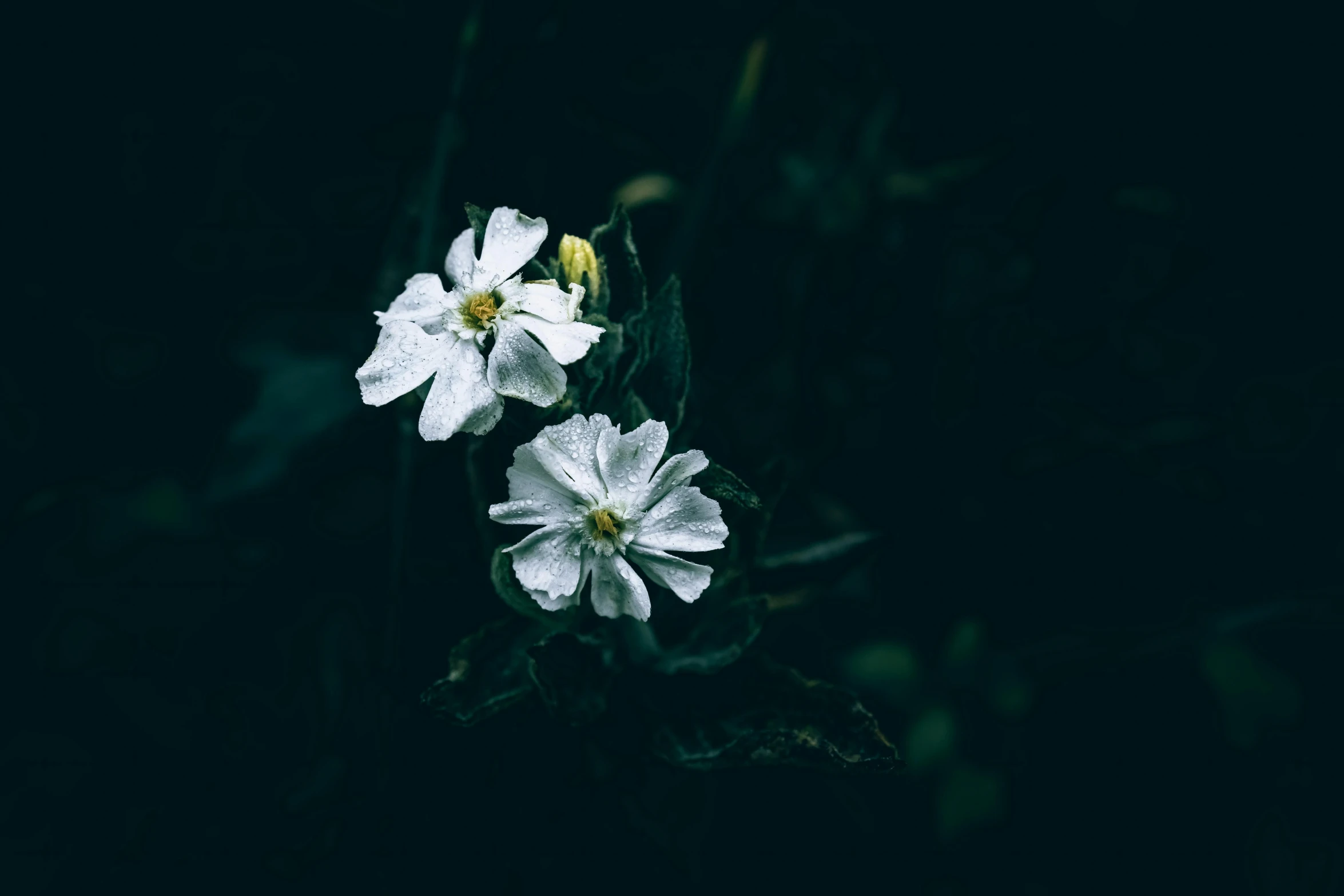 two white flowers blooming in a dark field