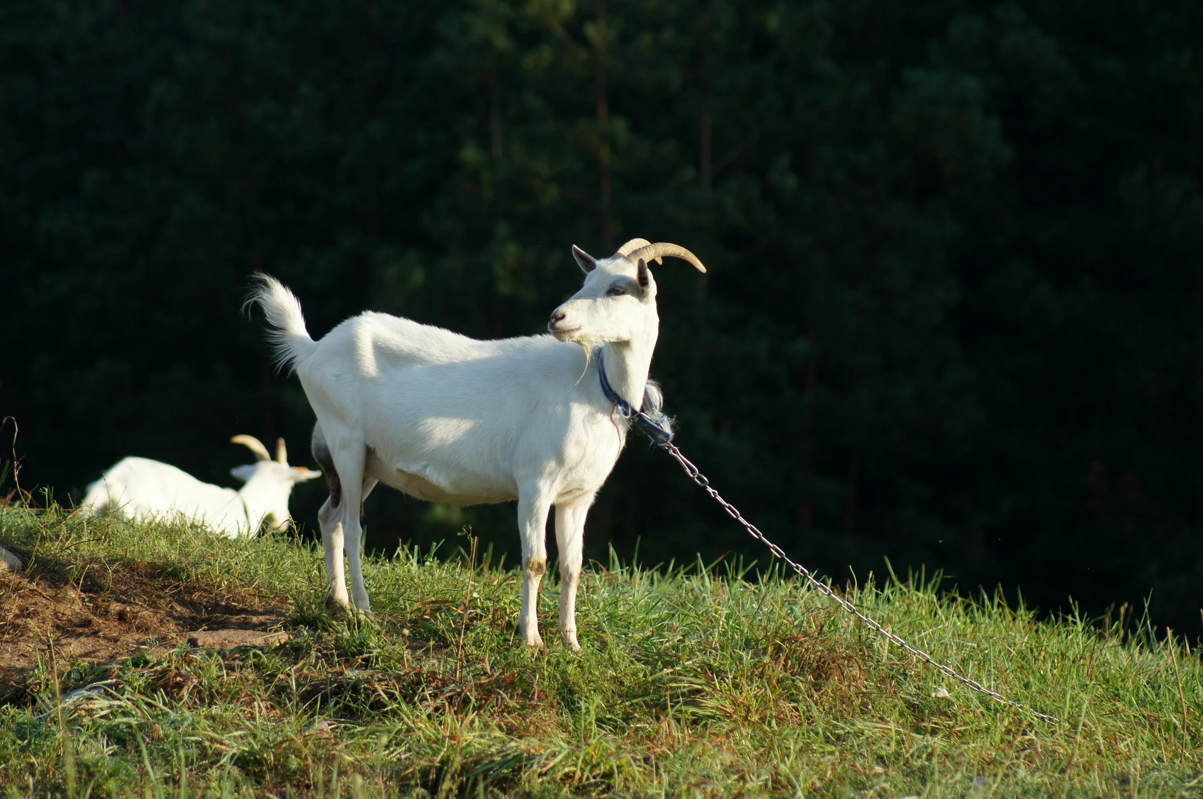 a white goat tied up on a rope