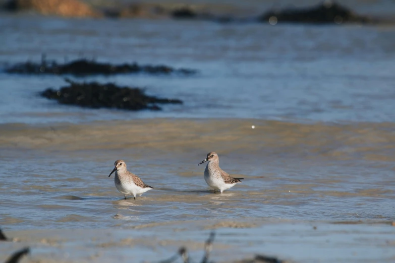 two small birds are standing in the ocean water