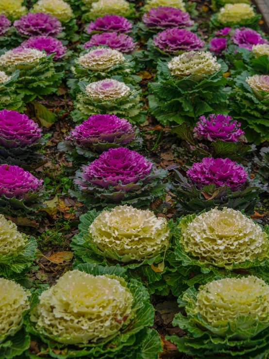 purple and yellow flowers are growing on top of green leaves