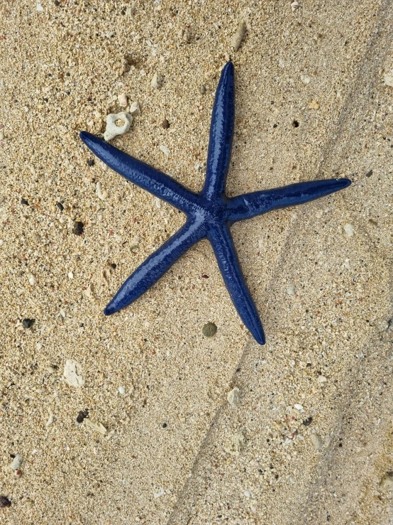 a starfish lies on the sand and stares off
