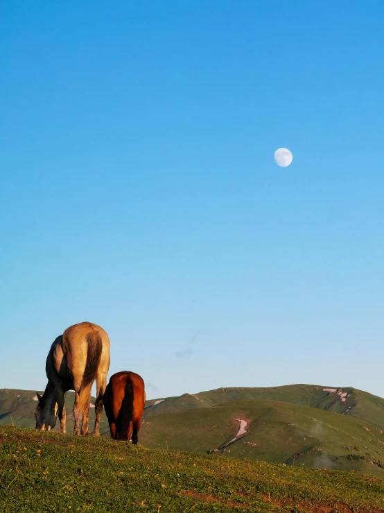 two horses eating grass on a hillside, near a small moon