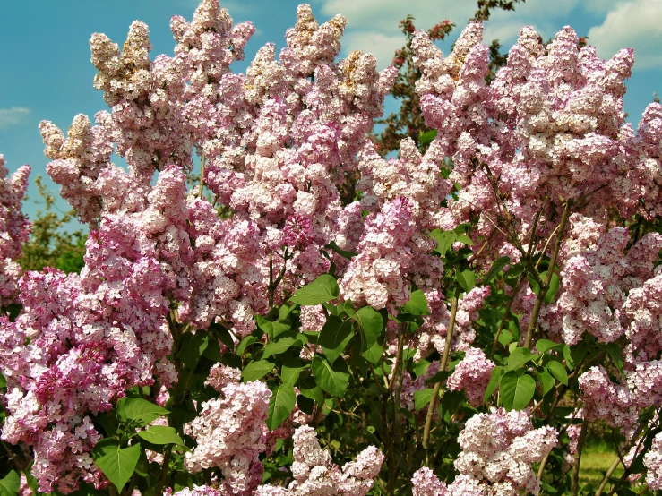 a bush with many purple flowers growing on it