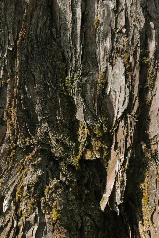 the moss grows on the bark of a tree