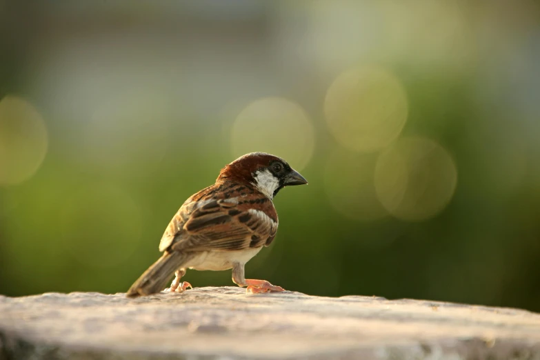 a bird perched on a rock eating seeds