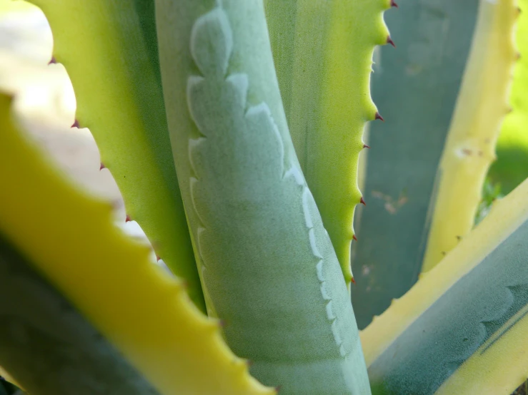 a plant with long thin leaves and yellow stems