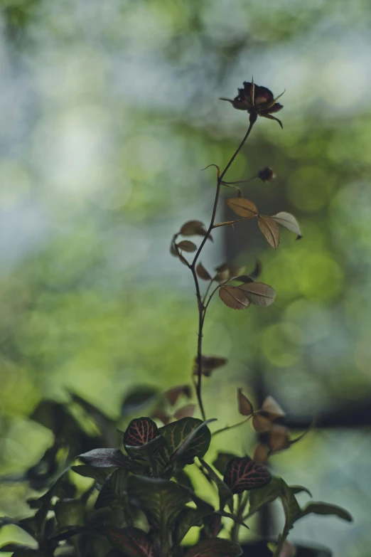 the stem of an ornamental vine with leaves