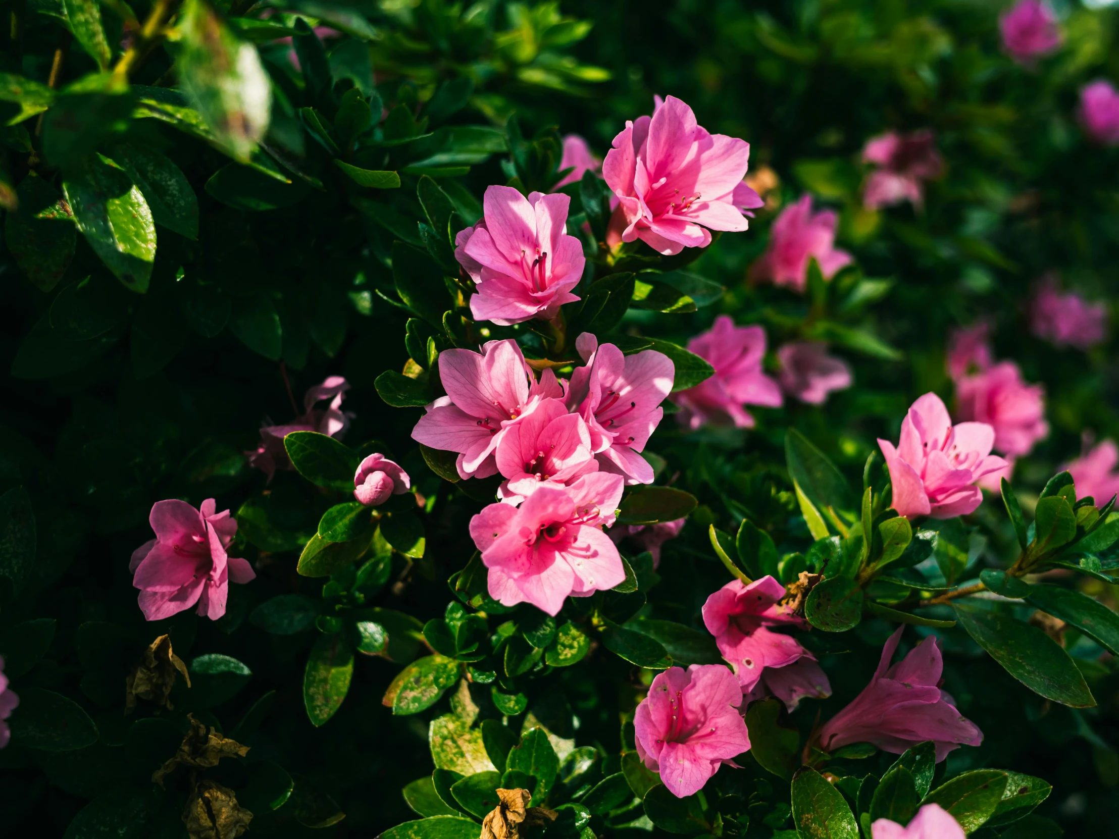 a few pink flowers with green leaves growing on top of them