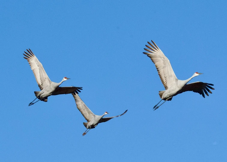 three white birds flying in the blue sky