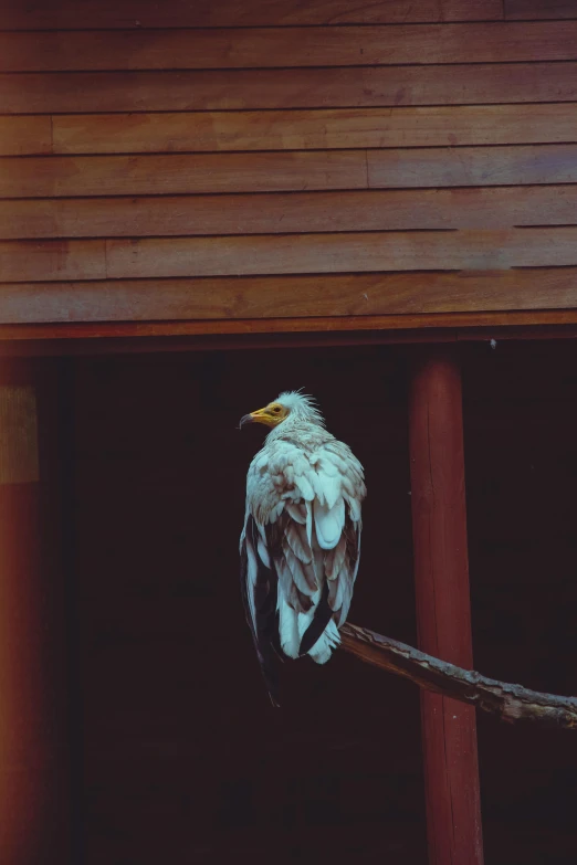 an eagle is perched on a perch in the zoo