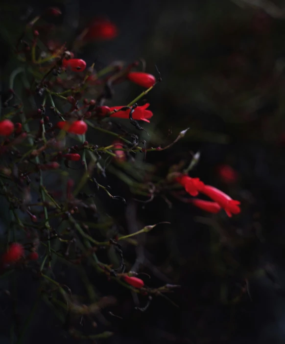 a bunch of red berries hanging from a bush