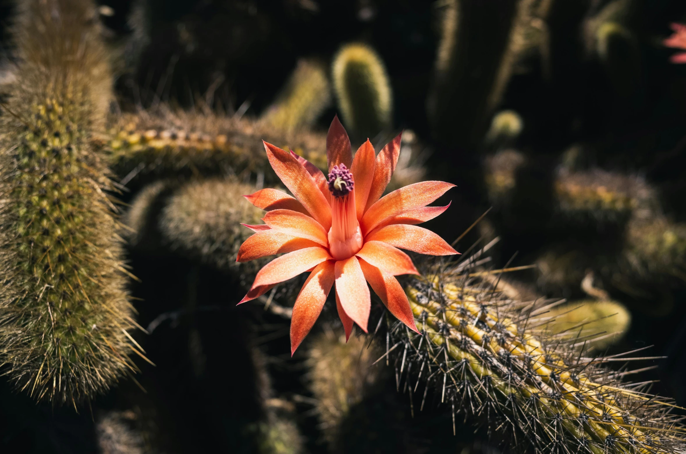 a orange flower is in the middle of a field