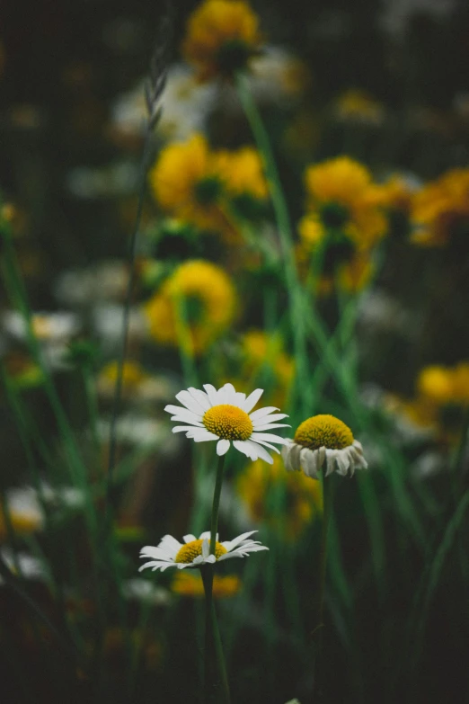 a large number of flowers in the grass