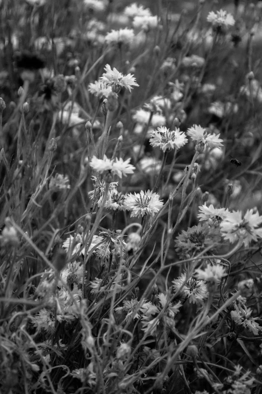 a black and white po of wildflowers