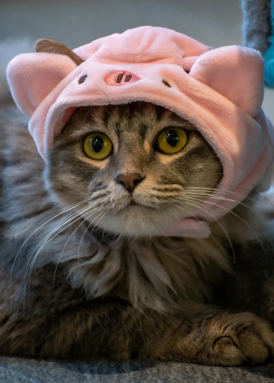 a cat is lying on the ground in a pink cat hat