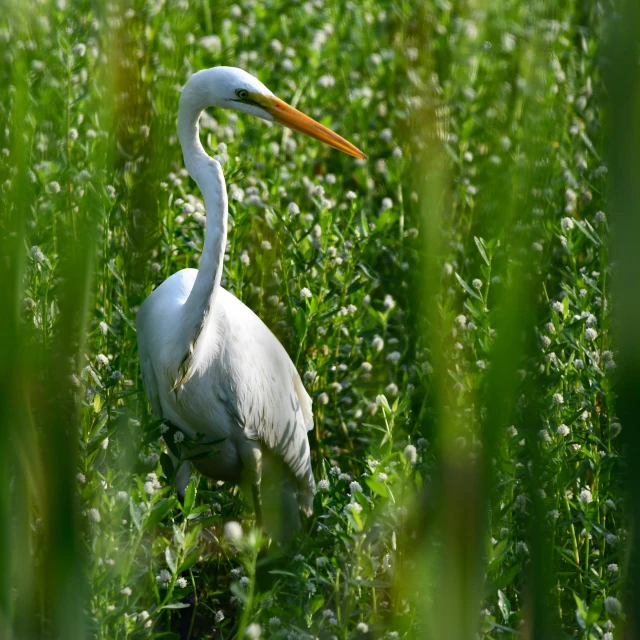 an egret on the tall grass looking for food