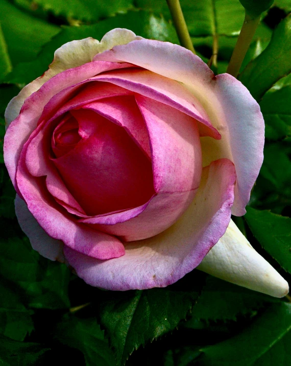 a beautiful pink rose is shown with its flower budding