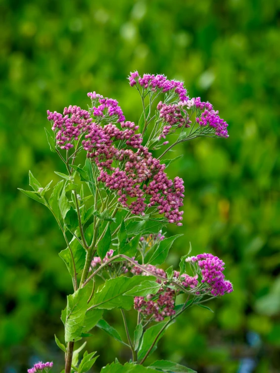 a green bush with pink flowers in the background