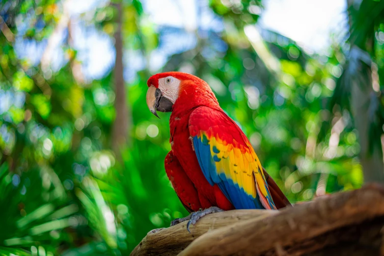 a multicolored parrot is sitting on the nch