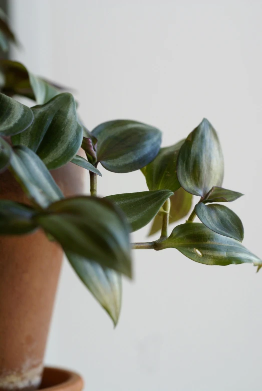 there is a potted plant with green leaves on the top