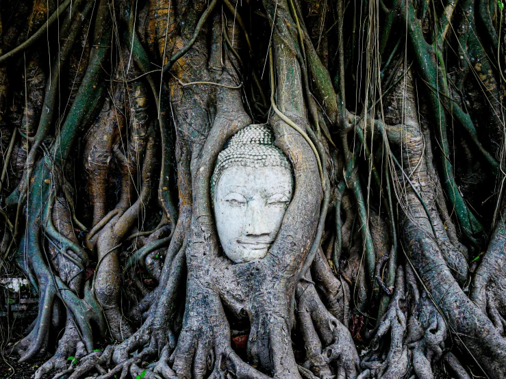 the head is hiding through a tree roots